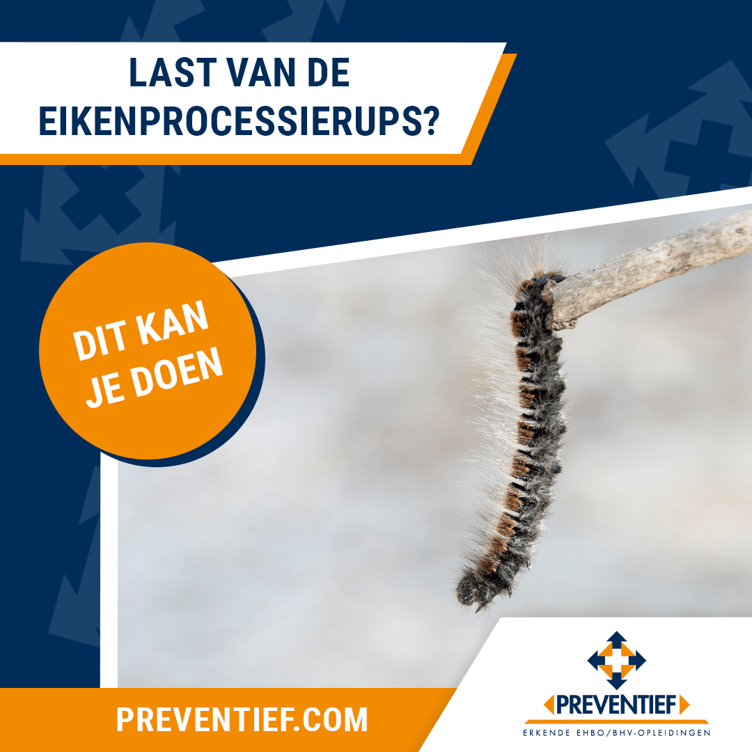 Last van Eikenprocessierups? Dit kun je doen | Preventief BV | Veiligheidscursussen zoals EHBO, BHV en VCA