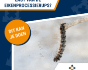 Last van Eikenprocessierups? Dit kun je doen | Preventief BV | Veiligheidscursussen zoals EHBO, BHV en VCA